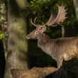 daniel škvrnitý, Fallow deer (Dama dama)