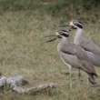 Ležiak krabožravý,  Esacus recurvirostris, Srí Lanka