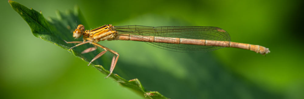 Close-Up a makro