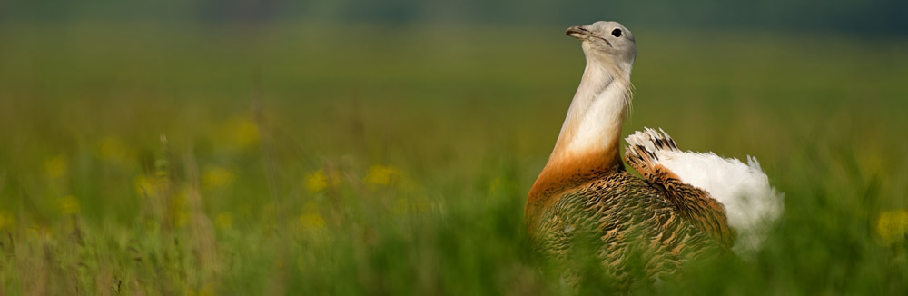 Wildlife s Bohušom Číčelom