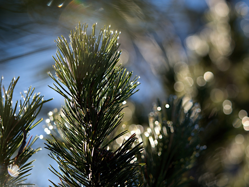 vianočný bokeh