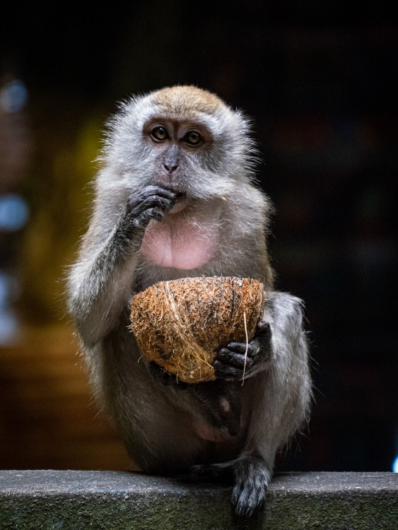 Batu Cave monkey