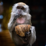 Batu Cave monkey