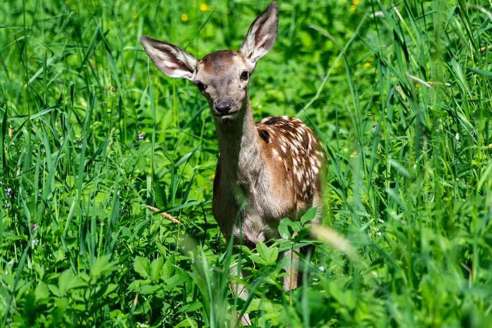 Bambi