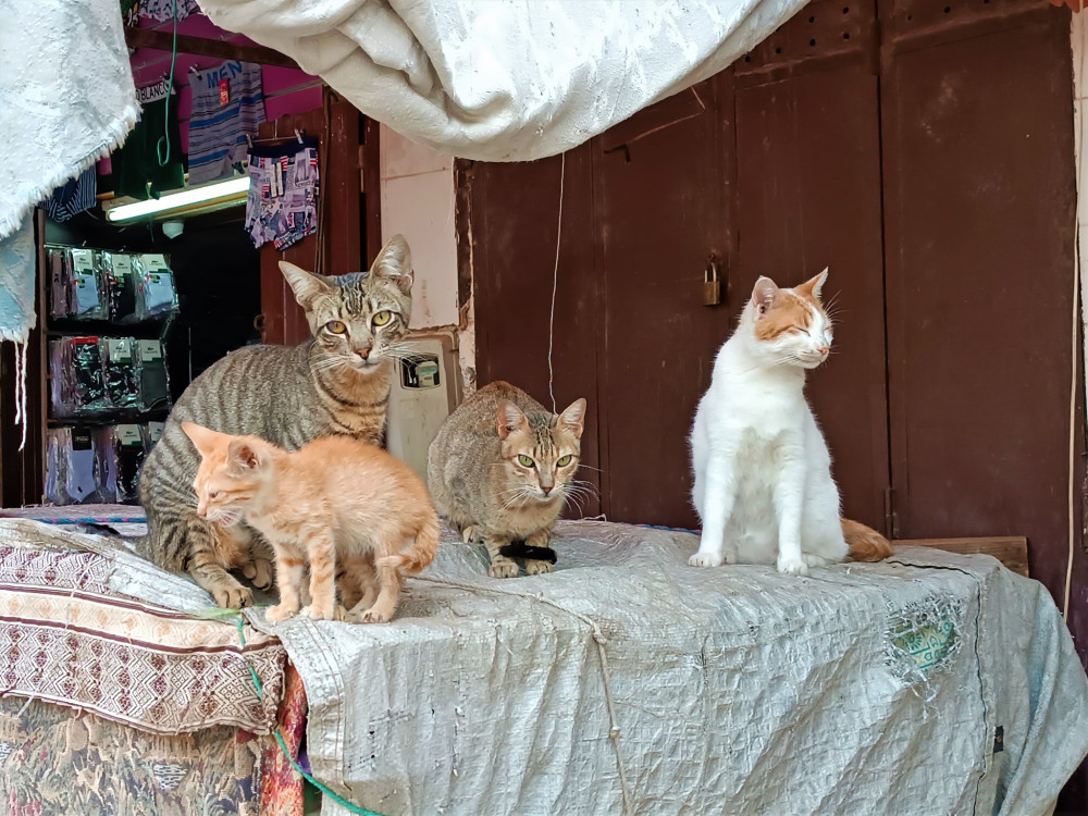 cats of the bazaar