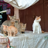 cats of the bazaar