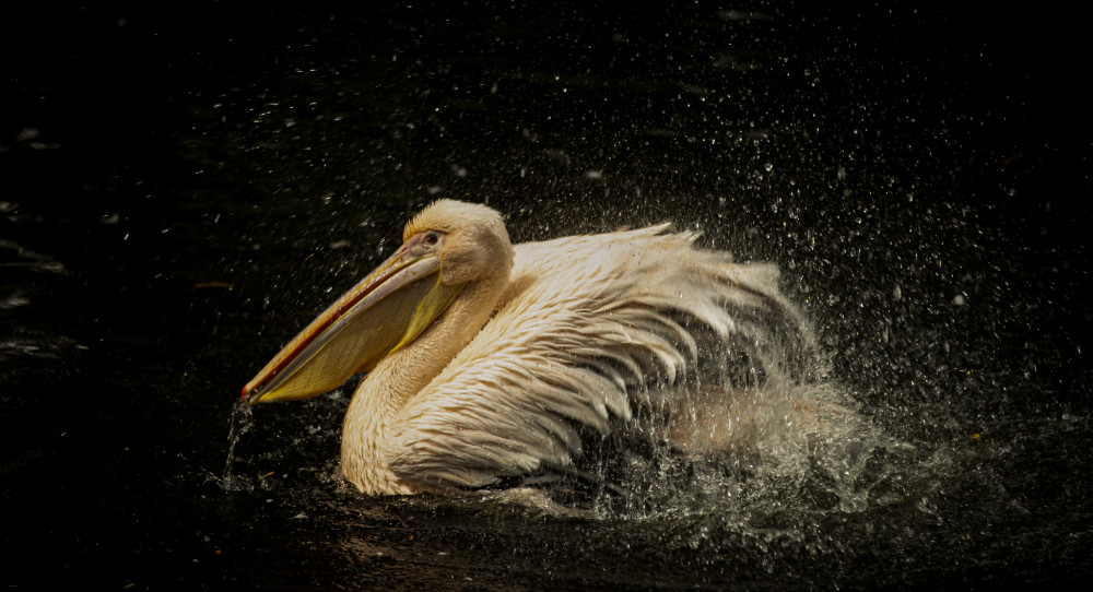 ZOO Zlín .