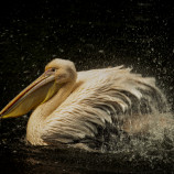 ZOO Zlín .