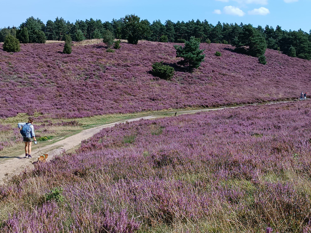 Heather blooming time