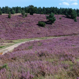 Heather blooming time