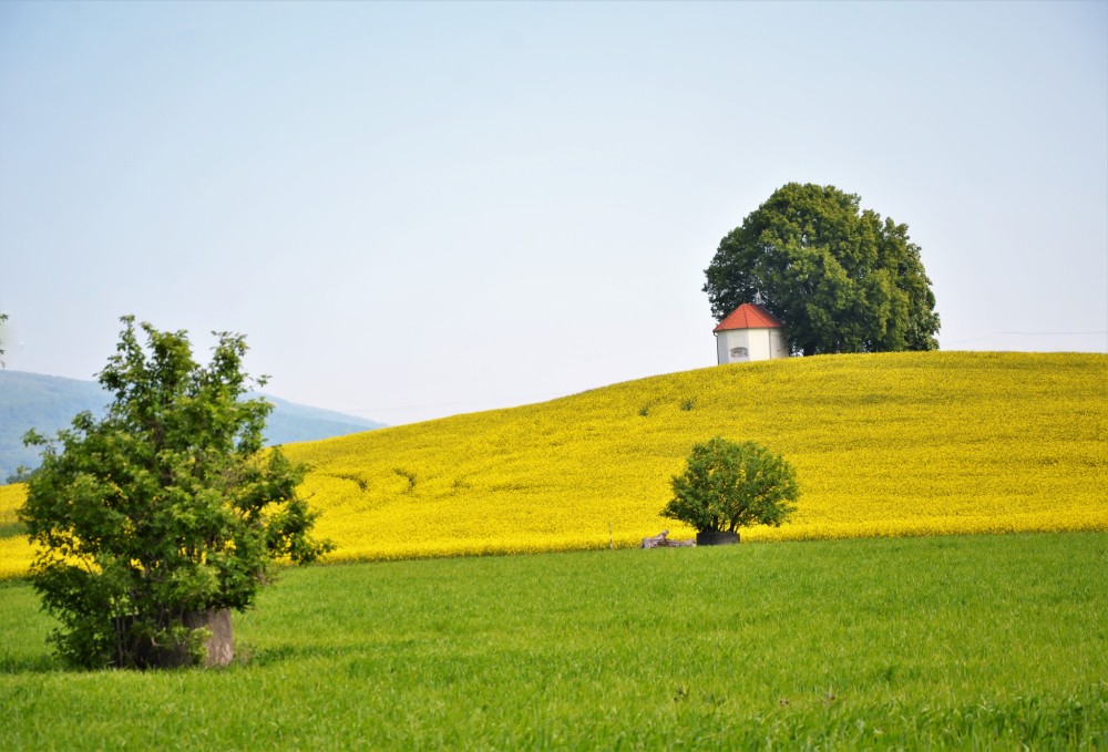 Sezóna repky