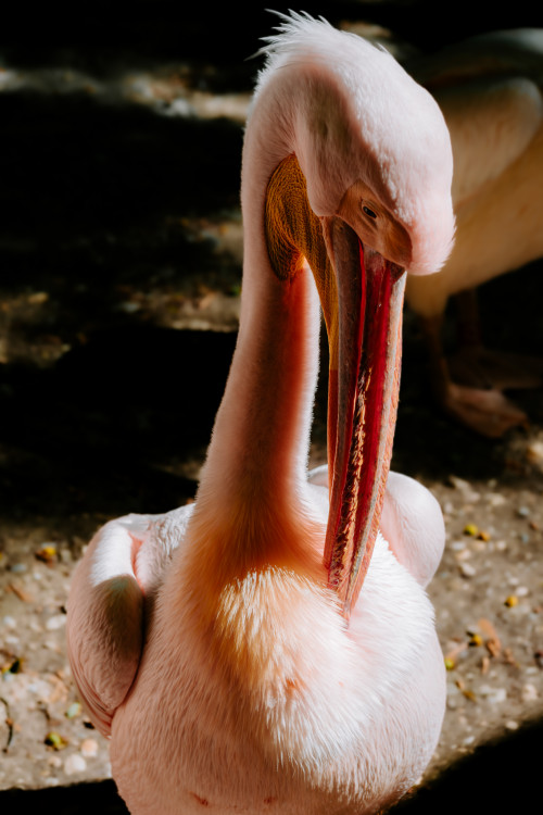 Pelican Maintenance