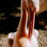 Pelican Maintenance