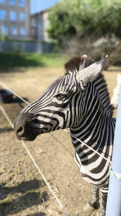 Zebra