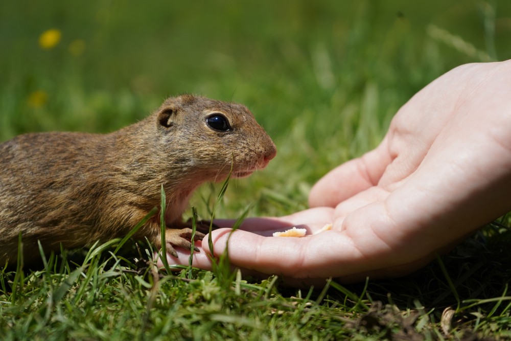 Syslia mňamka - Muránska planina