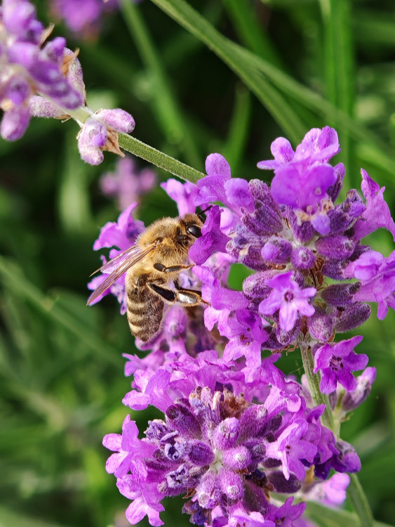 Lavender and the bee