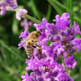 Lavender and the bee