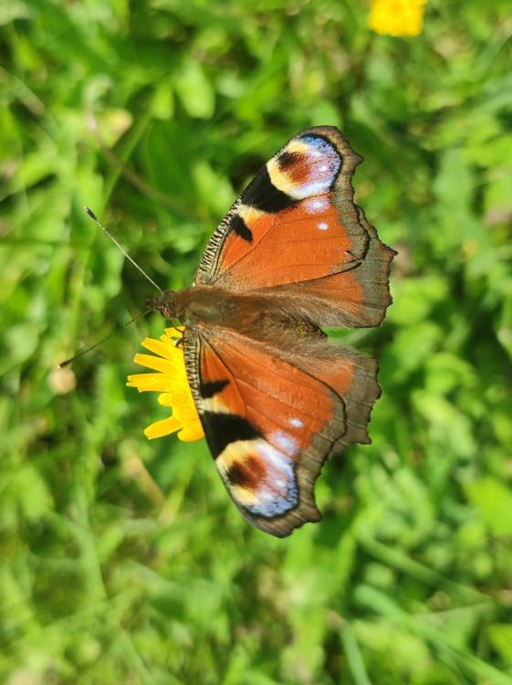 Motyl