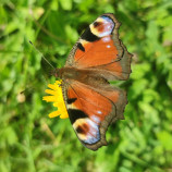 Motyl