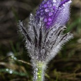 Orosený kvet ponikleca veľkokvetého (Pulsatilla grandis)