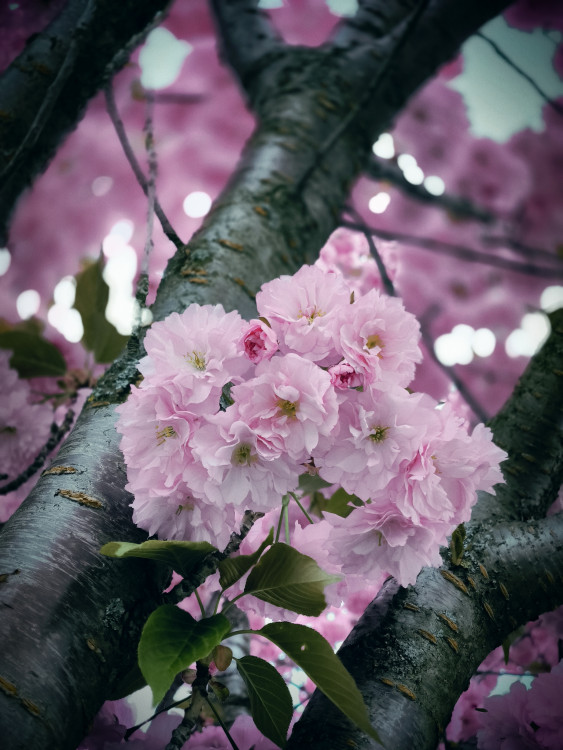 Rozkvitnutá sakura