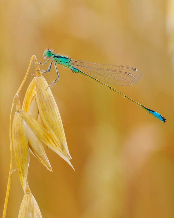 Ischnura pumilio