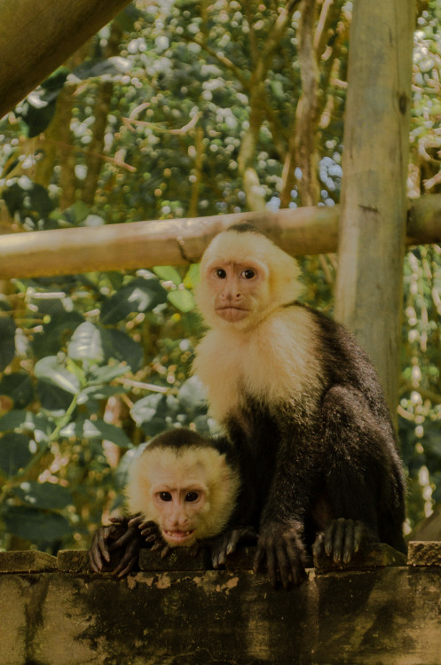 Opice v Národnom parku Manuel Antonio