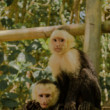 Opice v Národnom parku Manuel Antonio