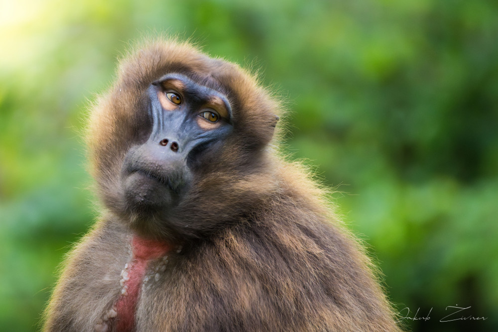 opica gelada