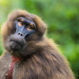 opica gelada