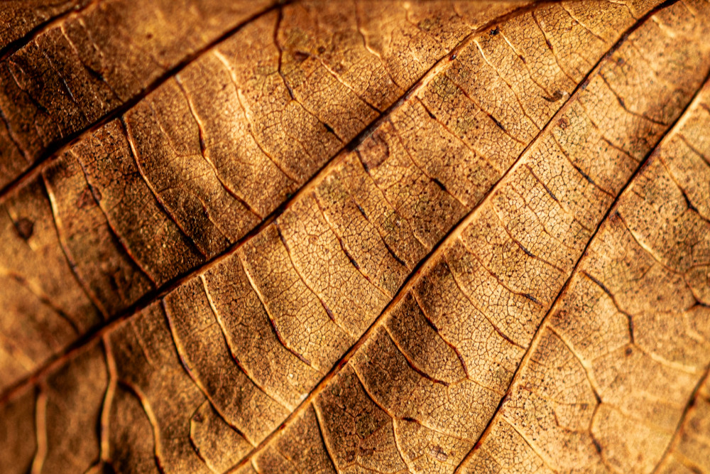 Autumn leaf