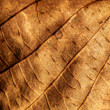 Autumn leaf