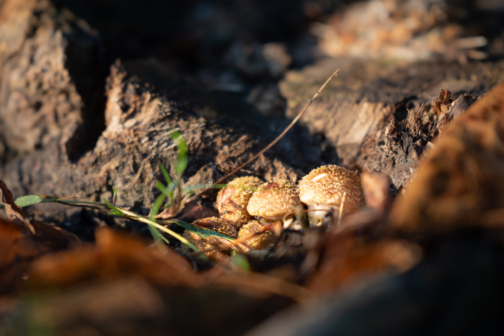 Mushrooms