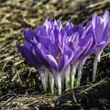 Šafran karpatský (Crocus heuffelianus)