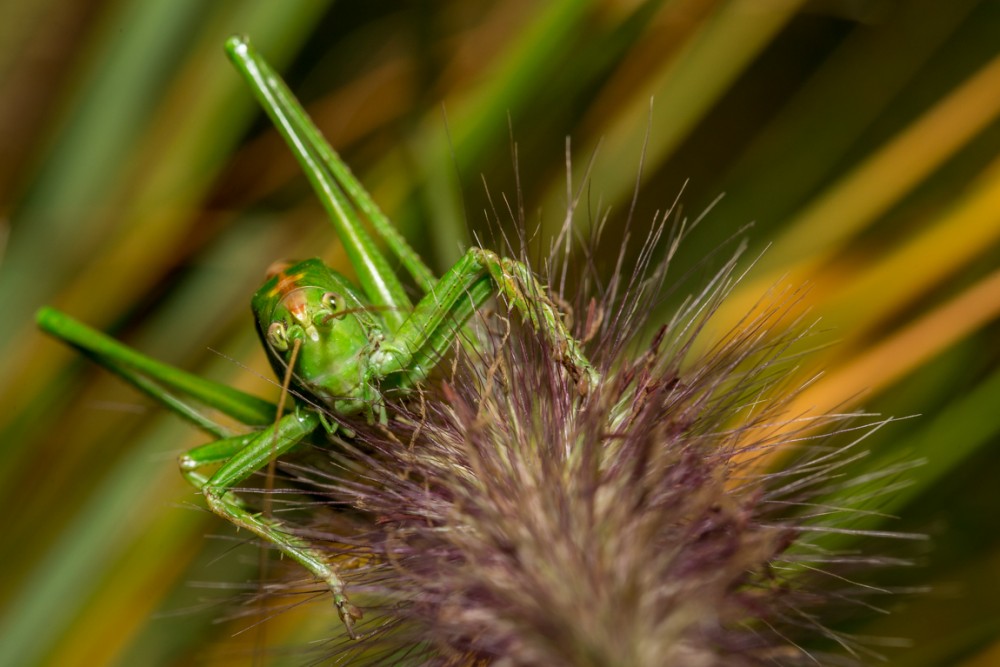 Kobylka zelena