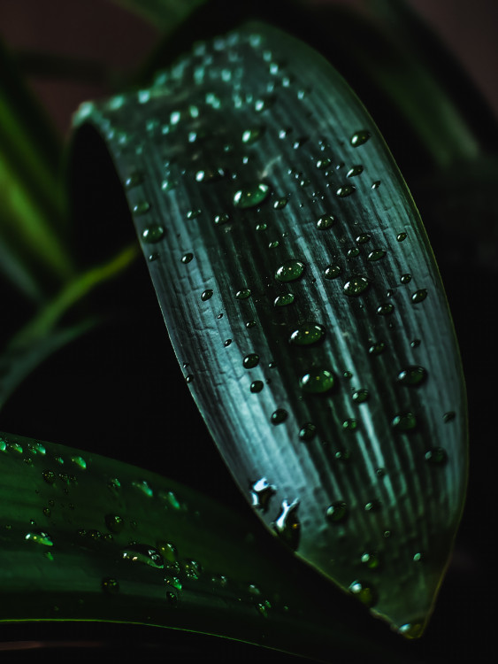 Green II