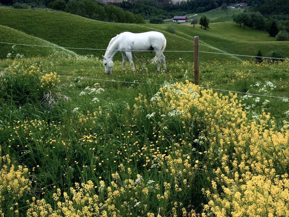 Na pastvē-Nittedal -Norsko