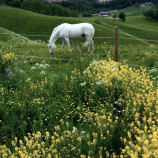 Na pastvē-Nittedal -Norsko