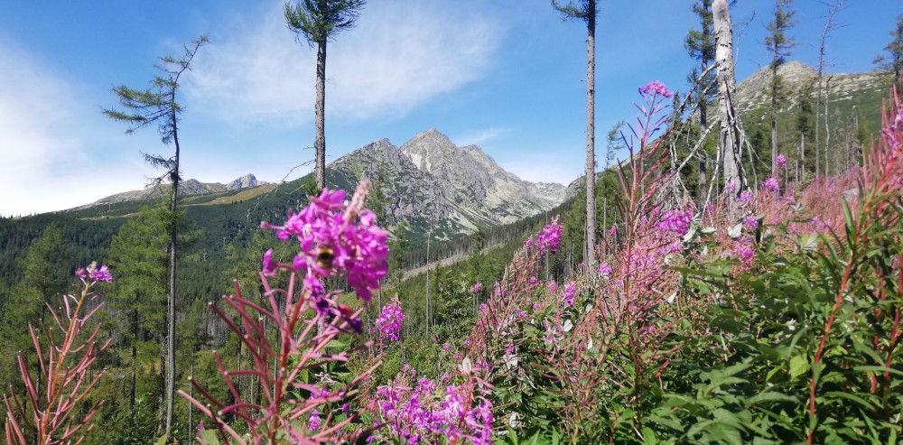 Cestou na Popradské Pleso