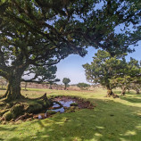 Madeira - Fanal