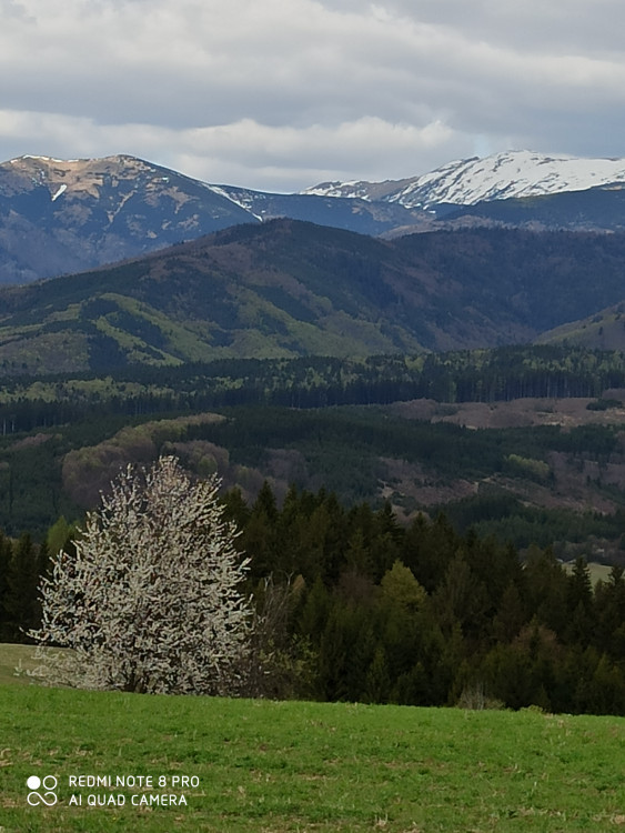 Niekde sneh a niekde to už kvitne