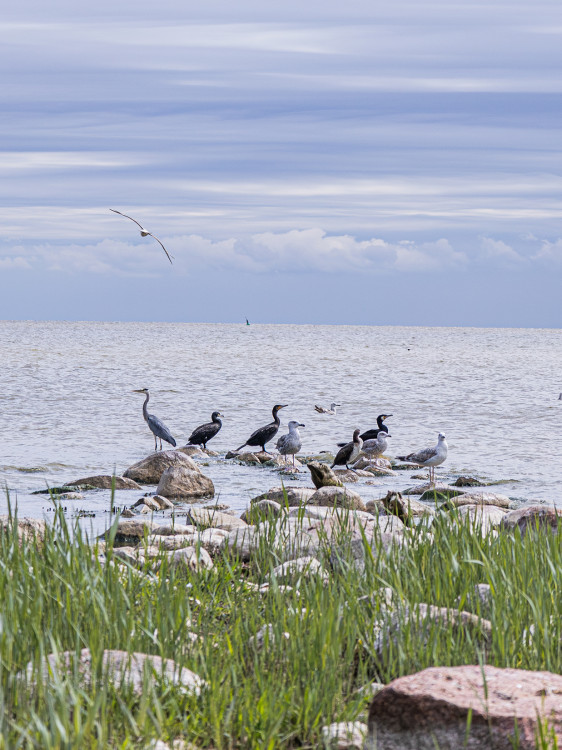 Litovská prímorská fauna