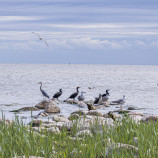 Litovská prímorská fauna