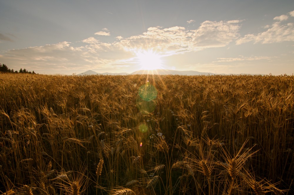 Golden hour in the field