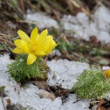 Hlaváčik jarný-Nevzdávam sa!