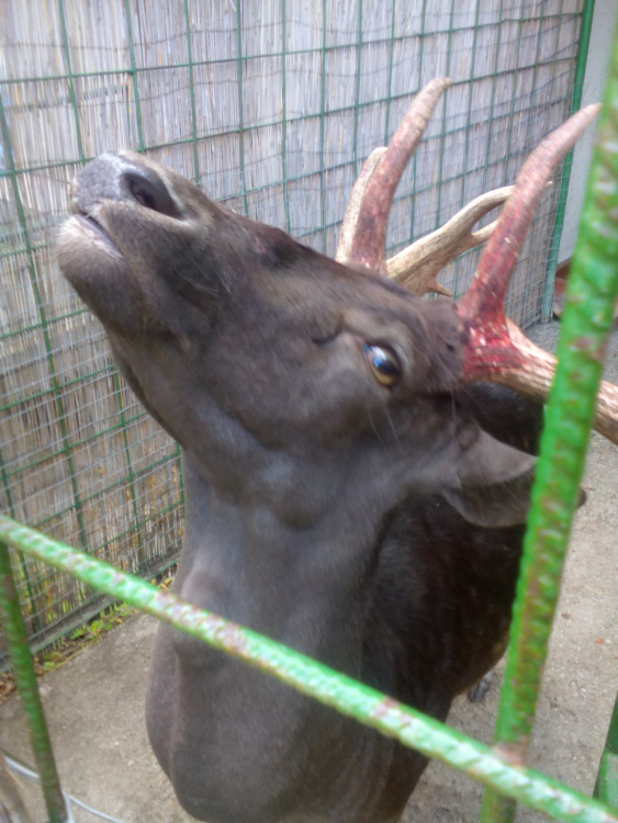 Najkrajšie foto, Nádherný