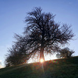 Slnečný strom