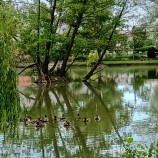 jazero Hangócka - park Sihoť v Nitre