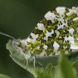 Samička mlynárika žeruchového (Anthocharis cardamines)