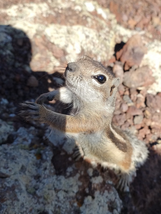 Chipmonk